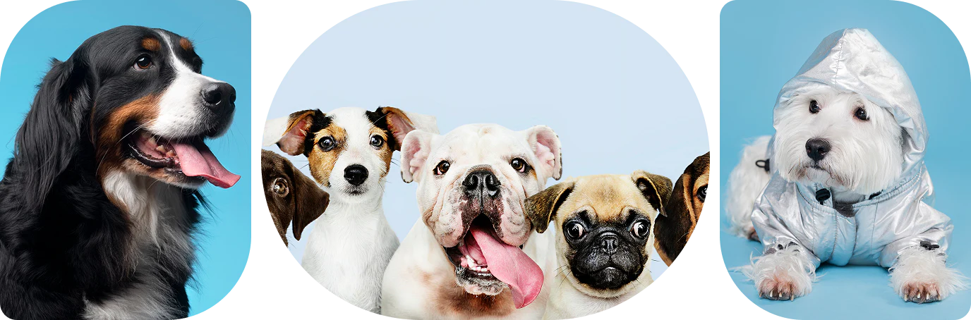 Dogs image